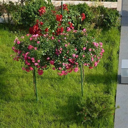 Daire Panorama Rozat